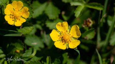 Vijfvingerkruid (Potentilla reptans)