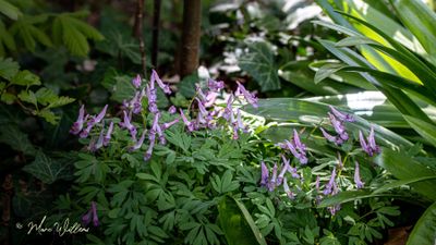 Vingerhelmbloem (Corydalis solida)