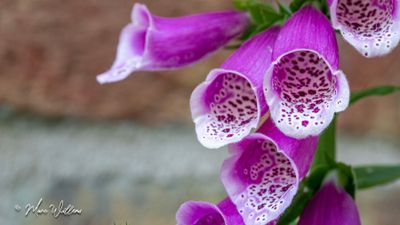 Vingerhoedskruid (Digitalis purpurea)