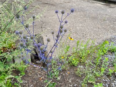 Vlakke kruisdistel (Eryngium planum)