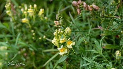 Vlasbekje (Linaria vulgaris)