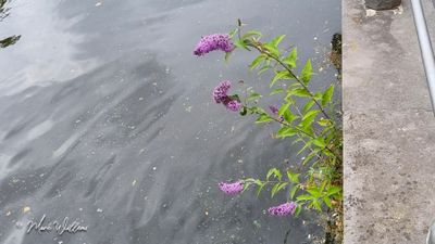 Vlinderstruik (Buddleja davidii)