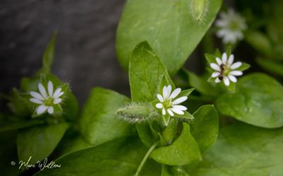 Vogelmuur (Stellaria media)