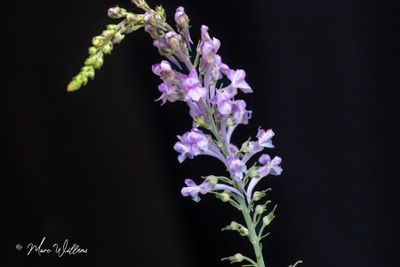 Walstroleeuwenbek (Linaria purpurea)