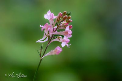 Walstroleeuwenbek (Linaria purpurea)