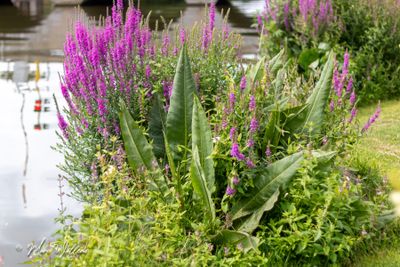 Waterzuring (Rumex hydrolapathum)
