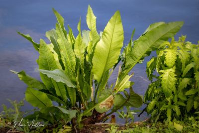 Waterzuring (Rumex hydrolapathum)