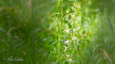 Welriekende nachtorchis (Platanthera bifolia)