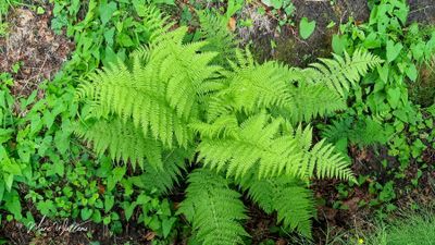 Wijfjesvaren (Athyrium filix-femina)