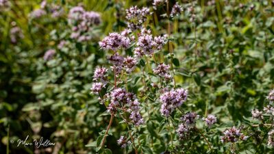 Wilde marjolein (Origanum vulgare)