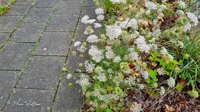 Wilde peen (Daucus carota)