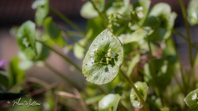 Winterpostelein (Claytonia perfoliata)