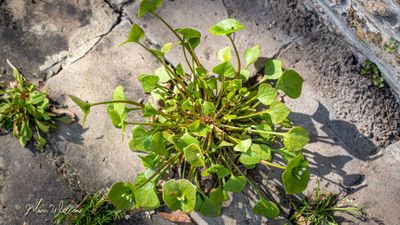 Winterpostelein (Claytonia perfoliata)