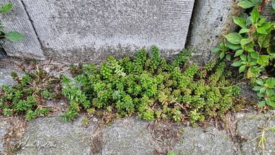 Wit vetkruid (Sedum album)
