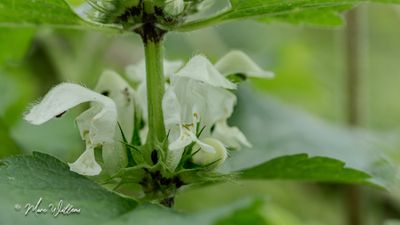Witte dovenetel (Lamium album)