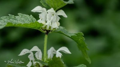 Witte dovenetel (Lamium album)