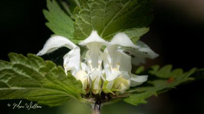 Witte dovenetel (Lamium album)