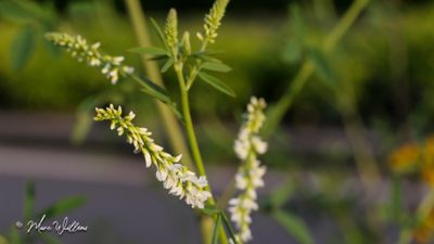 Witte honingklaver (Melilotus albus)