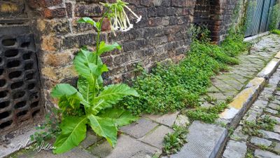 Witte trompettabak (Nicotiana sylvestris)