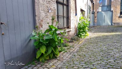 Witte trompettabak (Nicotiana sylvestris)