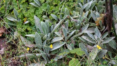 Wollige andoorn (Stachys byzantina)