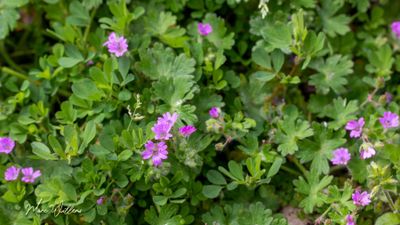 Zachte ooievaarsbek (Geranium molle)