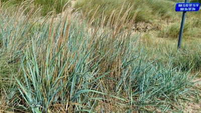 Zandhaver (Leymus arenarius)