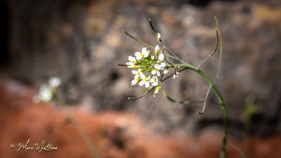 Zandraket (Arabidopsis thaliana)