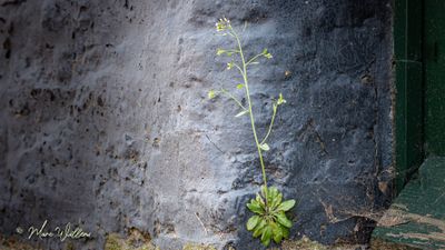 Zandraket (Arabidopsis thaliana)