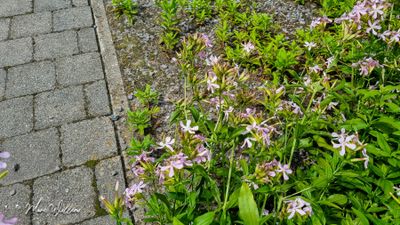 Zeepkruid (Saponaria officinalis)