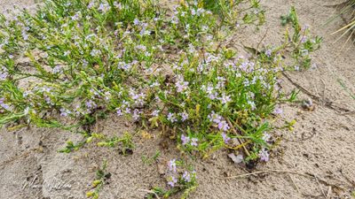 Zeeraket (Cakile maritima)