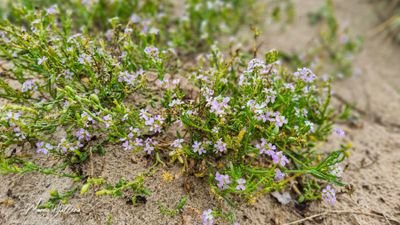 Zeeraket (Cakile maritima)