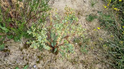 Zeewolfsmelk (Euphorbia paralias)
