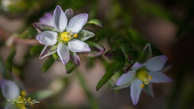 Zilte schijnspurrie (Spergularia marina)