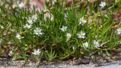 Zilte schijnspurrie (Spergularia marina)