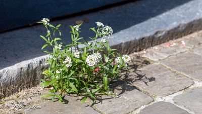 Zilverschildzaad (Lobularia maritima)