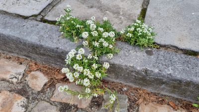 Zilverschildzaad (Lobularia maritima)