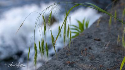 Zwenkdravik (Anisantha tectorum, synoniem- Bromus tectorum)