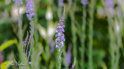 Walstroleeuwenbek (Linaria purpurea)