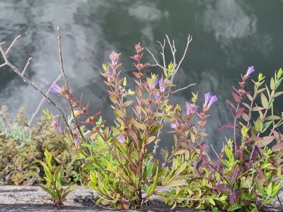 Blauw glidkruid (Scutellaria galericulata)