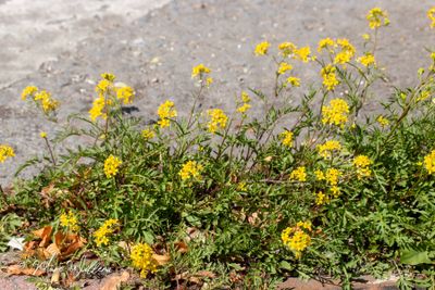 Akkerkers (Rorippa sylvestris)