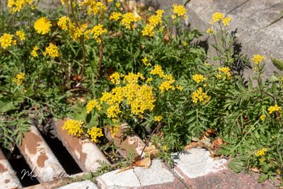 Akkerkers (Rorippa sylvestris)