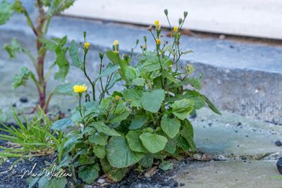 Akkerkool (Lapsana communis)