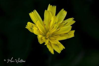 Akkerkool (Lapsana communis)