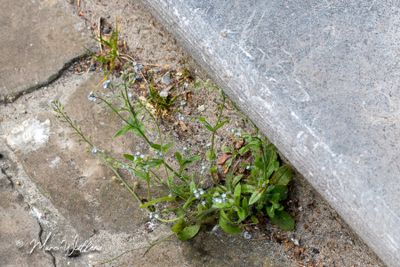 Akkervergeet-mij-nietje (Myosotis arvensis L. Hill)