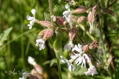 Avondkoekoeksbloem (Silene latifolia subsp. alba)
