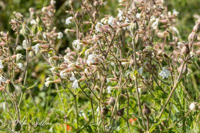 Avondkoekoeksbloem (Silene latifolia subsp. alba)