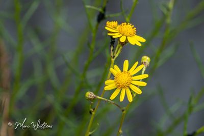 Bezemkruiskruid Senecio inaequidens-3268.jpg