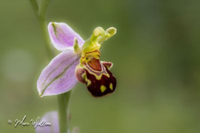 Bijenorchis (Ophrys apifera)