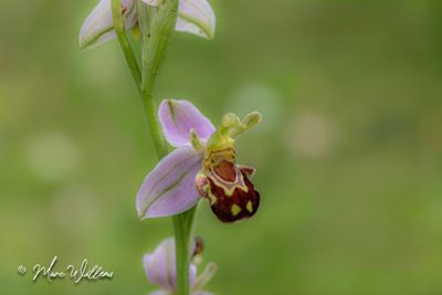Bijenorchis (Ophrys apifera)